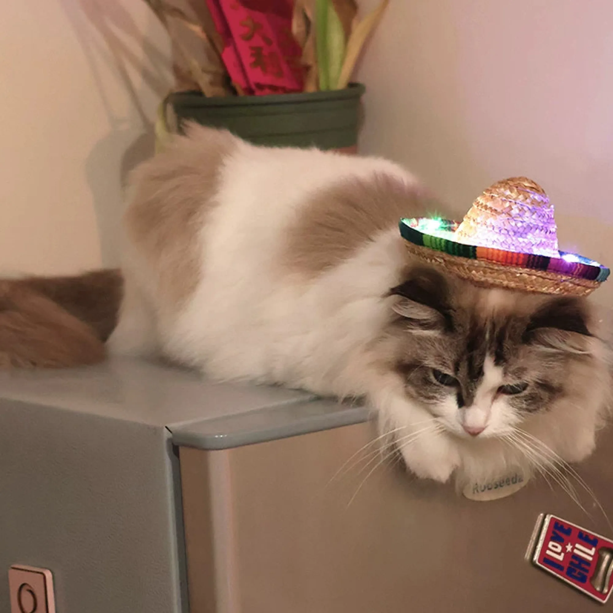 LED Pet Straw Sombrero Sun Hat with Multicolor Striped Brim thumbnail 2