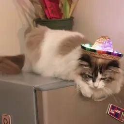 LED Pet Straw Sombrero Sun Hat with Multicolor Striped Brim thumbnail 2