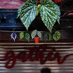 Begonia Leaf and Potted Plant Enamel Badge Gift Set thumbnail 7