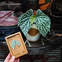 Begonia Leaf and Potted Plant Enamel Badge Gift Set thumbnail 6