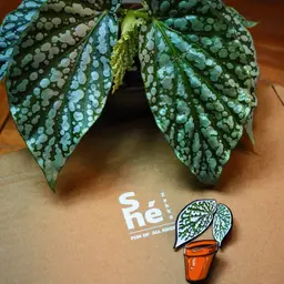 Begonia Leaf and Potted Plant Enamel Badge Gift Set thumbnail 5